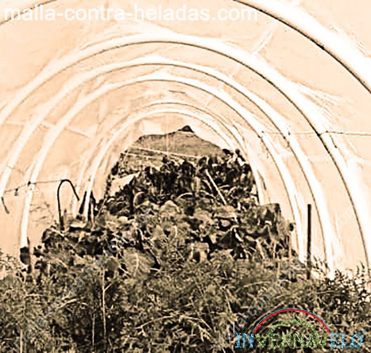 Cultivos protegidos por el túnel invernavelo.